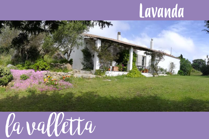 lavanda-copertina lavanda-copertina