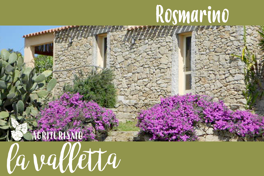 rosmarino_1 rosmarino_1