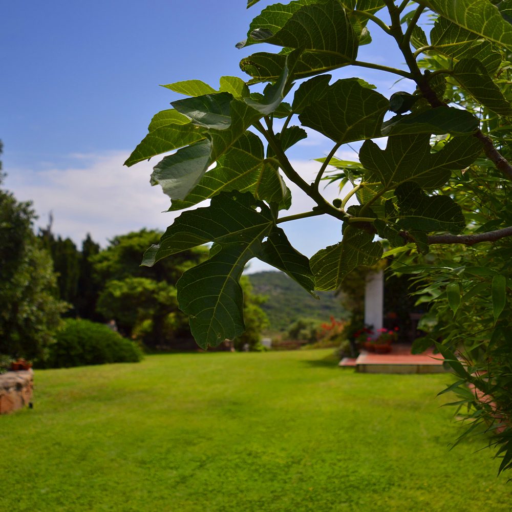 Giardino adiacente alla casetta ''Mirto'' per due persone, con un albero di fico molto grande direttamente a fianco alla casa.
